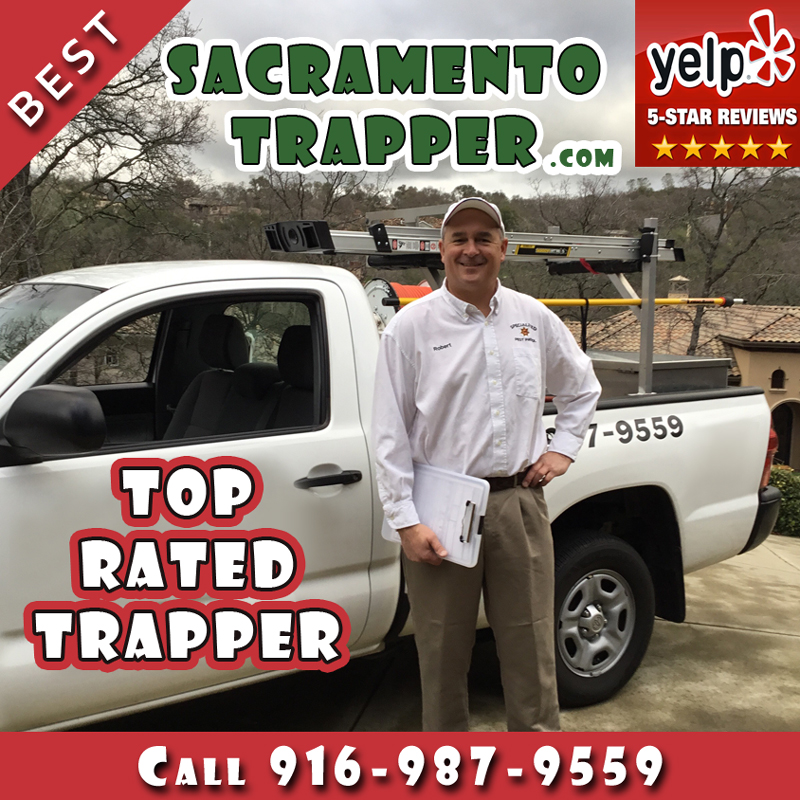 Sacramento Trapper